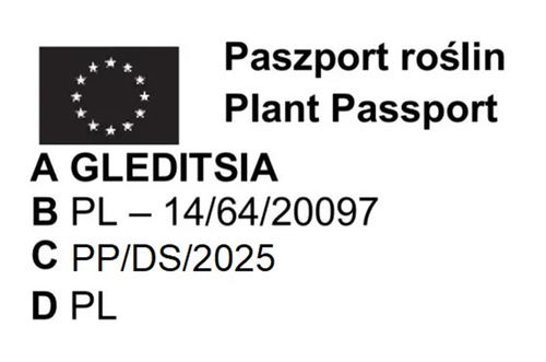 Glediczja trójcierniowa na Arena.pl