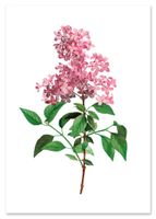 Plakat kwiat bzu roślina vintage 29,7x42 cm A3