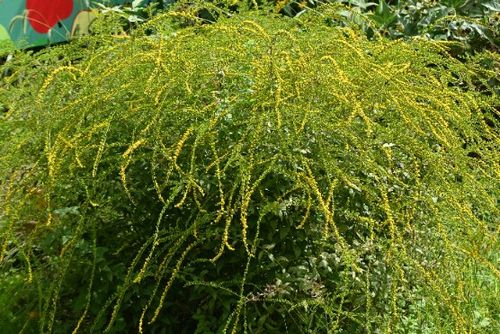 Nawłoć pomarszczona 'Fireworks' (Solidago rugosa) Doniczka 2.0L na Arena.pl