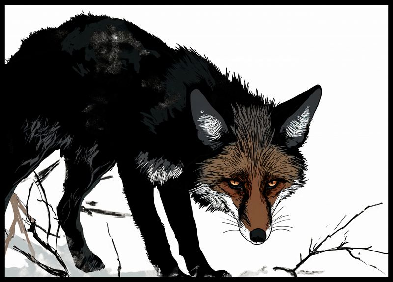 Plakat 84x59,5cm Nieufny Lis zdjęcie 2