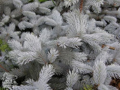 Świerk kłujący HOOPSII Intensywnie srebrzysty Sadzonki w doniczkach C3 na Arena.pl