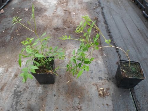 Frezje Milin amerykański Judy P9 na Arena.pl