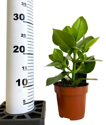 KLUZJA (CLUSIA)  30 cm na Arena.pl