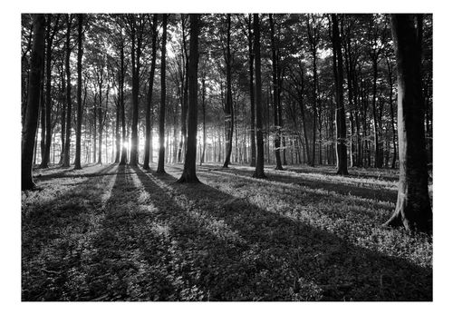 Fototapeta - The Light in the Forest 400x280 na Arena.pl