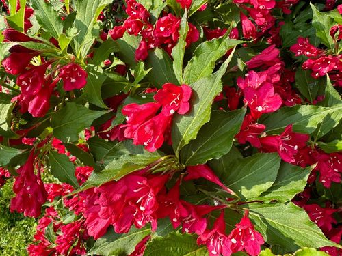 Krzewuszka cudowna 'Red Prince' (Weigela florida) Doniczka 2.0L na Arena.pl