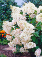 Hortensja Bukietowa Levana 10-20cm Drobne Kwiaty