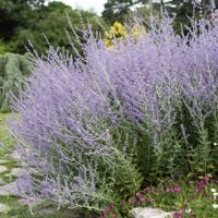 Perowskia łobodolistna BLUE SPIRE Rosyjska lawenda Perovskia Doniczka 1L