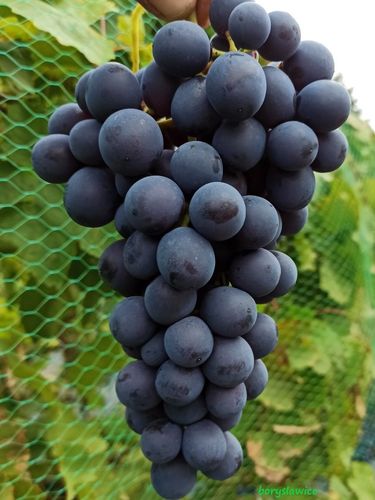 Winorośl 'Agat Doński' (Vitis) w doniczkach P9, wysokość 60-80 cm na Arena.pl