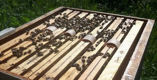 Kwas Szczawiowy 33% Paski - 40 sztuk Paski do Ula Paski dla pszczół na Arena.pl