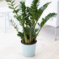Zamiokulkas Zamiolistny Zamioculcas Zamifolia Żelazna Roślina