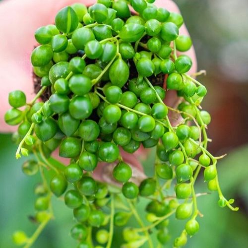 Senecio Rowleyanus - ZIELONY SZNUR KORALI - Niespotykany Starzec na Arena.pl