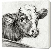 Obraz 70x70cm Głowa Krowy, Jean Bernard Vintage do Salonu