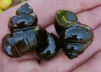 5 x Ślimak do oczka Żyworodka pospolita Filtruje