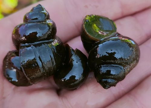 5 x Ślimak do oczka Żyworodka pospolita Filtruje na Arena.pl