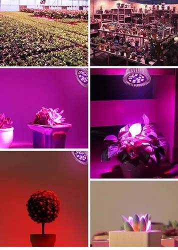 ŻARÓWKA LED GROW LIGHT DO UPRAWY ROŚLIN 40W E27 na Arena.pl