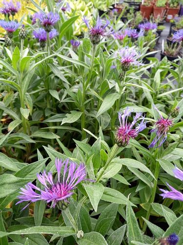 Chaber górski bylina doskonała do ogródu skalnego na Arena.pl