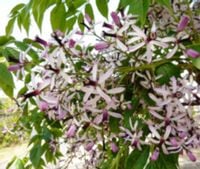 RÓŻAŃCOWE DRZEWO Melia - sadzonki w doniczkach