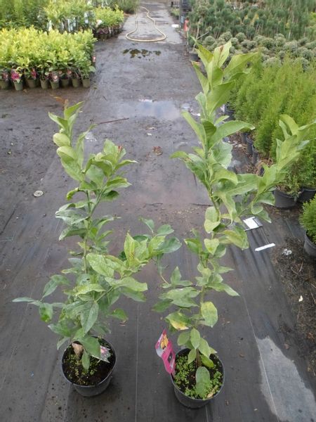 Limeta kwaśna lima limonka Wodka Lime 40-60cm C2 zdjęcie 8