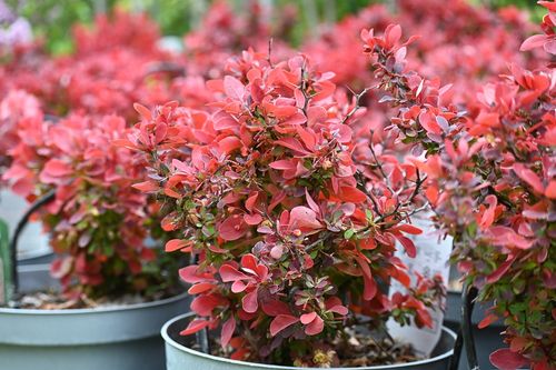 Berberys Thunberga Ruby Star - Berberis thunbergii na Arena.pl