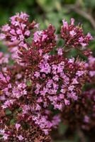 Oregano Rosenkuppel lebiodka na skalniak