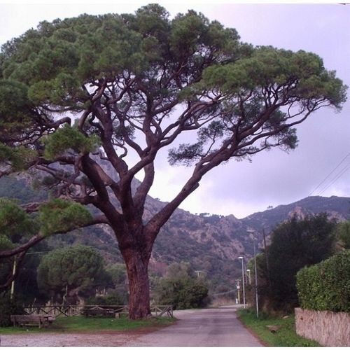 Sosna pinia pinus pinea P9 na Arena.pl