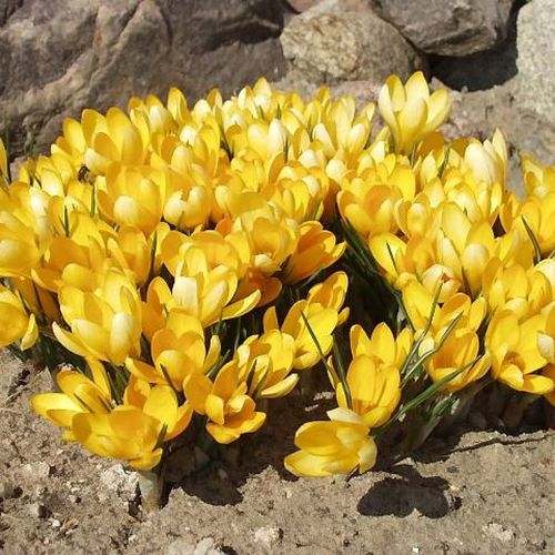 KROKUS cebulki WIOSENNY ŻÓŁTY ROMANCE do donic i gruntu 100 szt. + na Arena.pl
