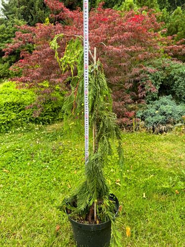 Cyprysik nutkajski 'Pendula' 80-100cm Poj 7.5L (Chamaecyparis nootkatensis) na Arena.pl