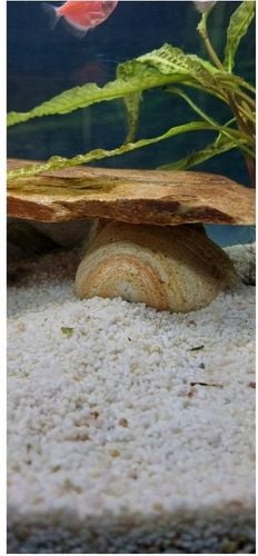 Otoczak Do Akwarium Kolorowy Kamień Zestaw 3kg na Arena.pl