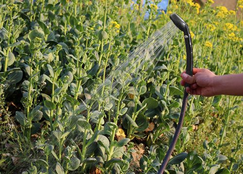 Prysznic Turystyczny Przenośny na Arena.pl
