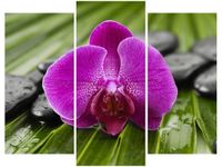 60 90CM OBRAZ 3 ELEM PORANNA ROSA ŚCIENNY DRUK PŁÓTNO