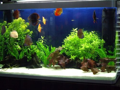 16kg Biały Piasek Kwarcowy do Akwarium 0,5-1mm na Arena.pl