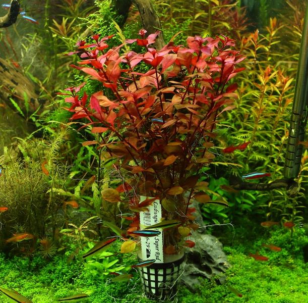 Rośliny do akwarium Ludwigia Mini Super Red XL zdjęcie 3
