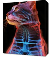 Obraz 40x50cm Anatomia Kota