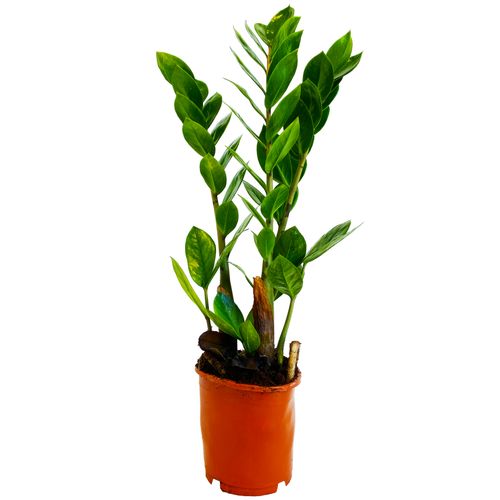 ZAMIOKULKAS (ZAMIOCULCAS) 50cm na Arena.pl