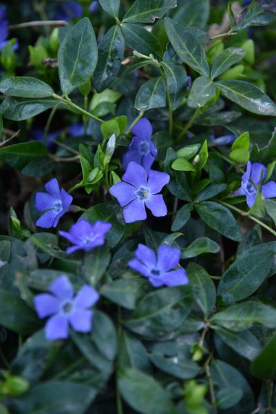 Barwinek pospolity - Vinca minor zdjęcie 3