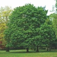 KLON zielony - sadzonki 150 / 180 cm