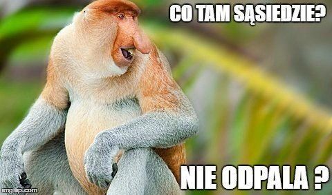 maska "nosacz polski" na Arena.pl
