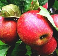 JABŁOŃ RED BOSKOP czerwona reneta - sadzonki 120 / 140 cm