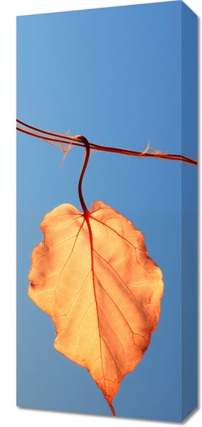 Obraz 30x70cm Ostatni Liść zdjęcie 1