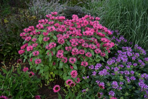 Pysznogłówka ogrodowa  Bee-Merry - Monarda hybrida na Arena.pl