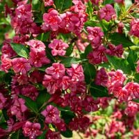 Krzewuszka cudowna BRISTOL RUBY Weigela Czerwona Sadzonki P9