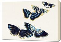 Obraz 70x50cm Butterfly 17, Sekka Japoński Vintage do Salonu