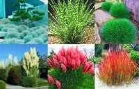 TRAWA OZDOBNA Pakiet 6 odmian