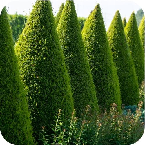 SUBSTRAL SAPROL OCHRONA TUI 100ml TUJE IGLAKI RÓŻ OZDOBNE GRZYBOBÓJCZY na Arena.pl