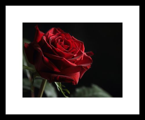 Plakat 20x15cm Róża w Półcieniu na Arena.pl
