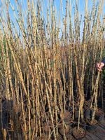 AMBROWIEC NA PNIU - sadzonki 170 / 190 cm.