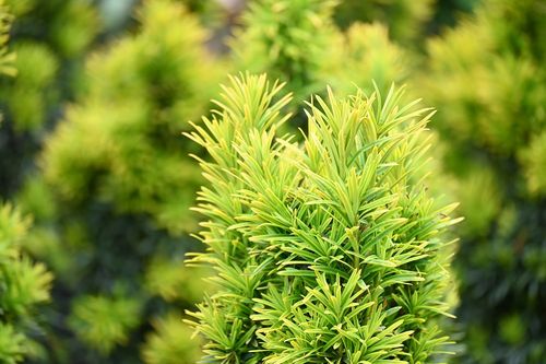 Cis pospolity David - Taxus baccata na Arena.pl