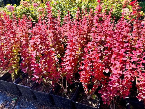 Berberys Thunberga 'Orange Pillar' (Berberis thunbergii) Poj. 1.0L na Arena.pl