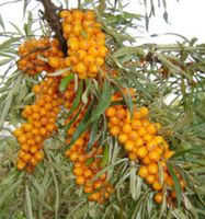 ROKITNIK LECZNICZY Hippophae rhamnoides - NASIONA 700 sztuk - 10g.
