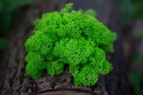 MECH + ODŻYWKA Chrobotek 500 0.5kg CZYSTY ZIELONY BOX + ODŻYWKA GRATIS na Arena.pl